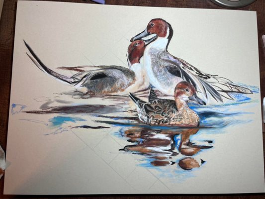 Pintails 18x24 inches