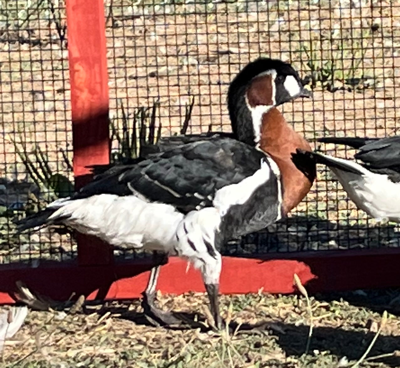 Red Breasted Geese (Pair)