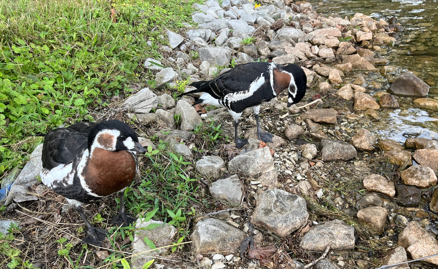 Hatch-A-Saurus Egg Assortment