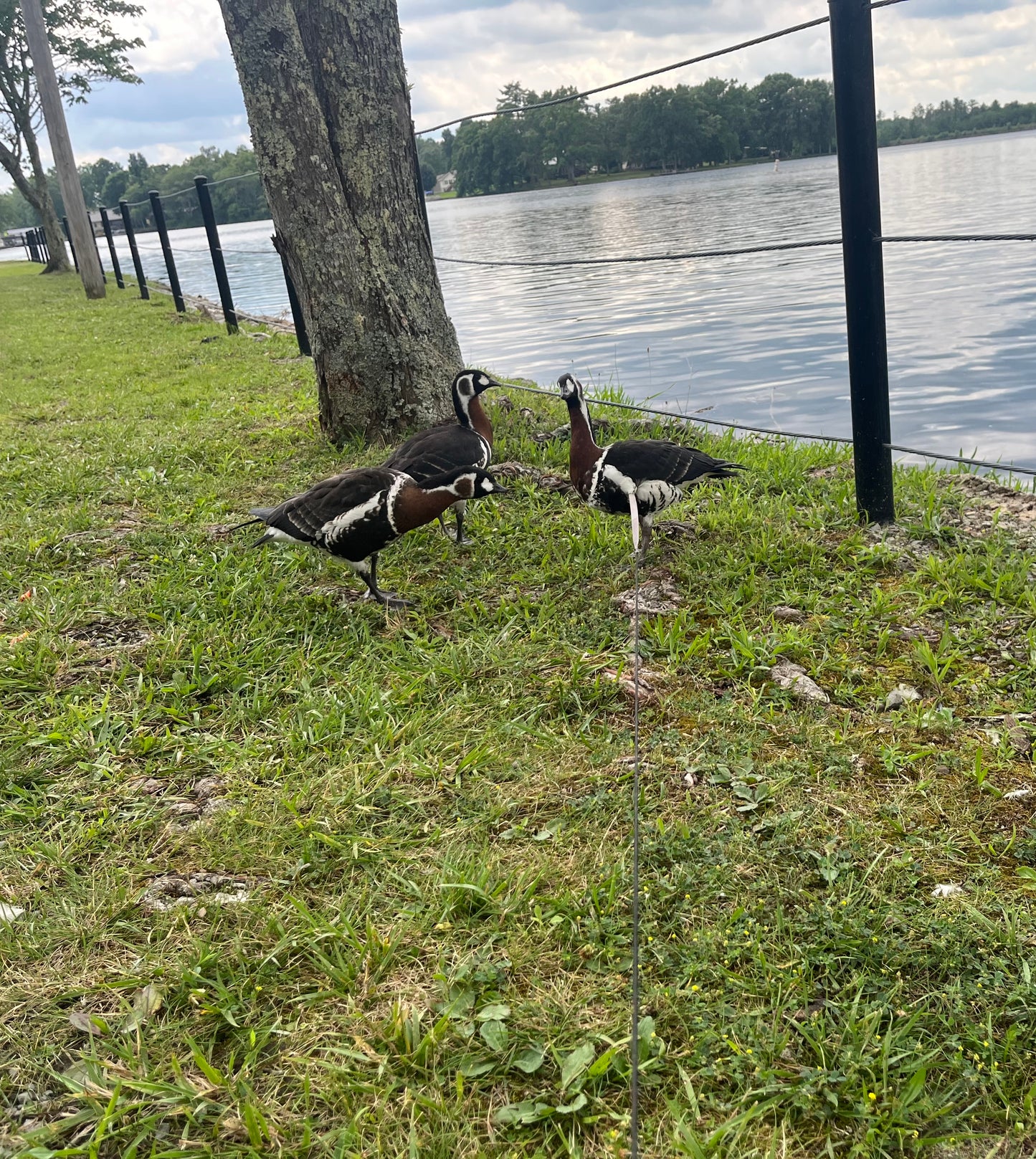 Red Breasted Geese (Pair)