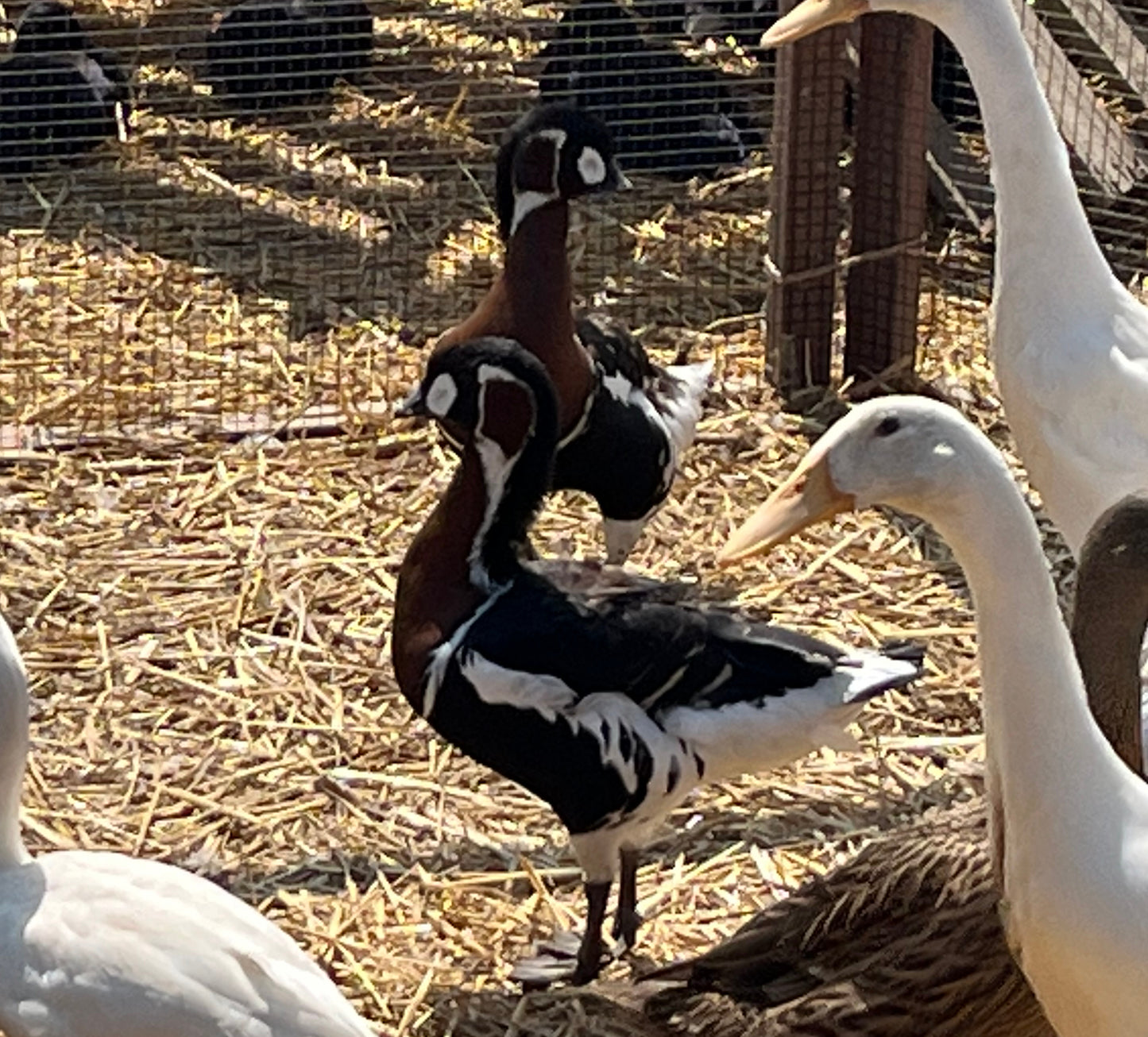 Red Breasted Geese (Pair)