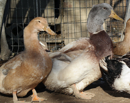 Adult Ducks, Breeder Quality Pair