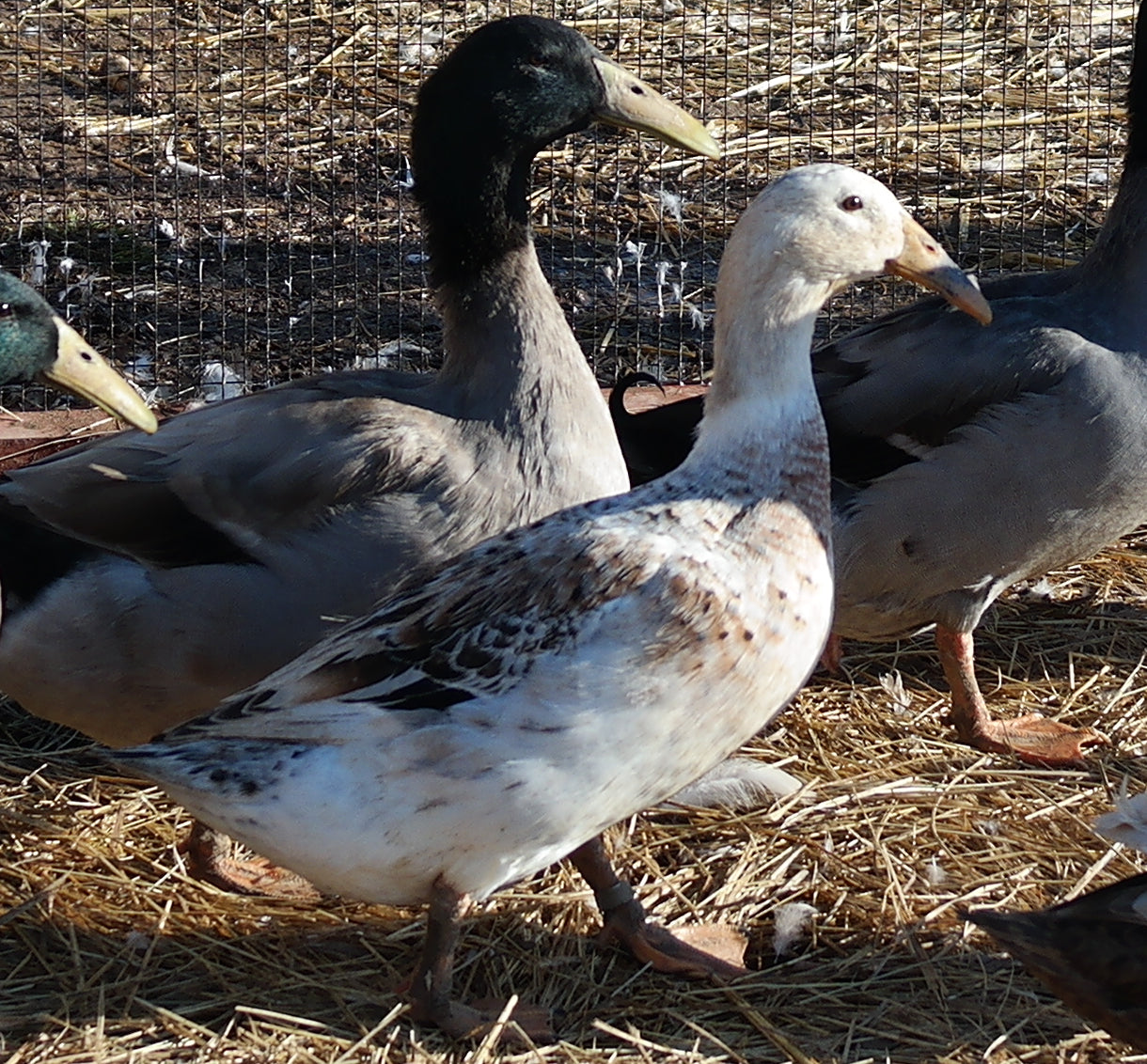 Dark Dusky Dutch Hookbill Duckling - Shipped Box of 10
