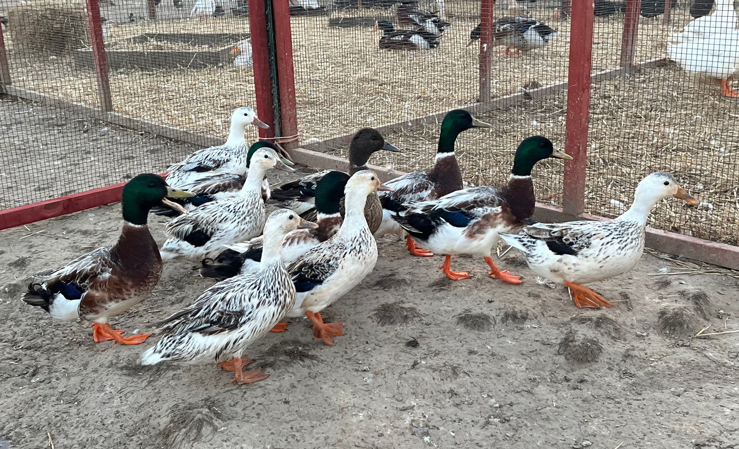 Snowy Mallard Pair