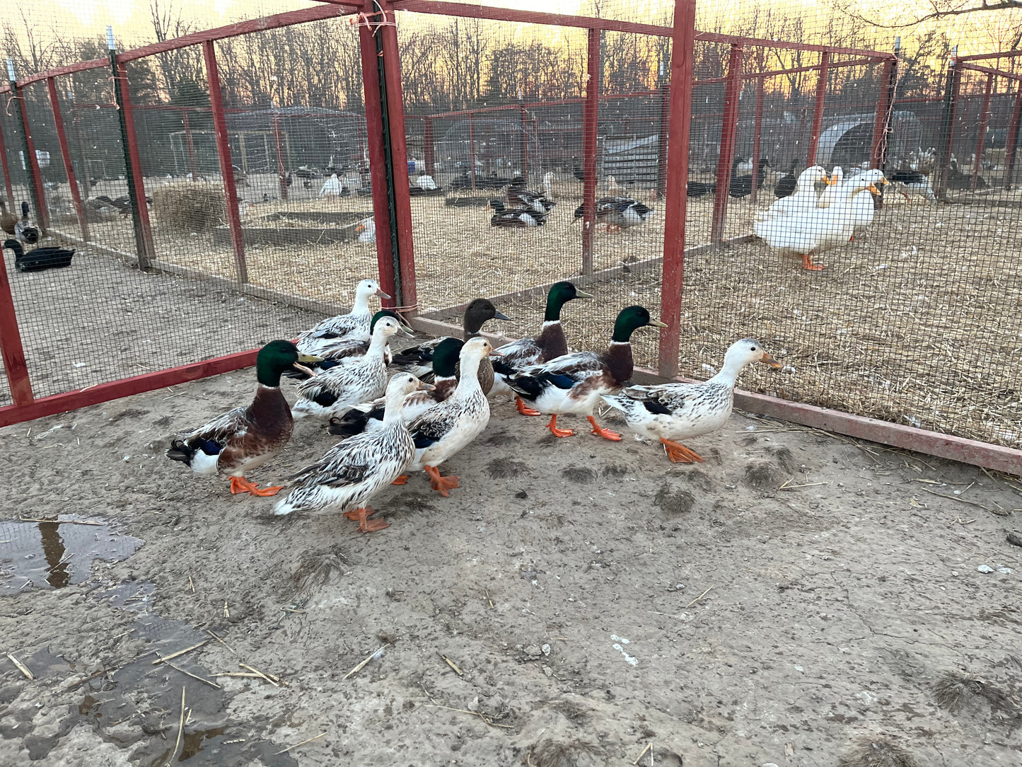 20 Eggs Snowy and Grey Mallard