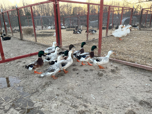 20 Eggs Snowy and Grey Mallard