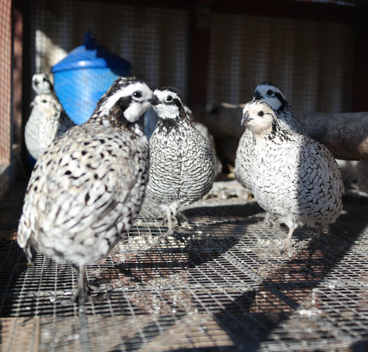 Snowflake Quail Pair