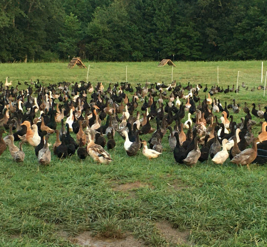 20 Domestic Duck Eggs