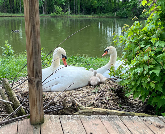 Young Mute Swan (Pair)