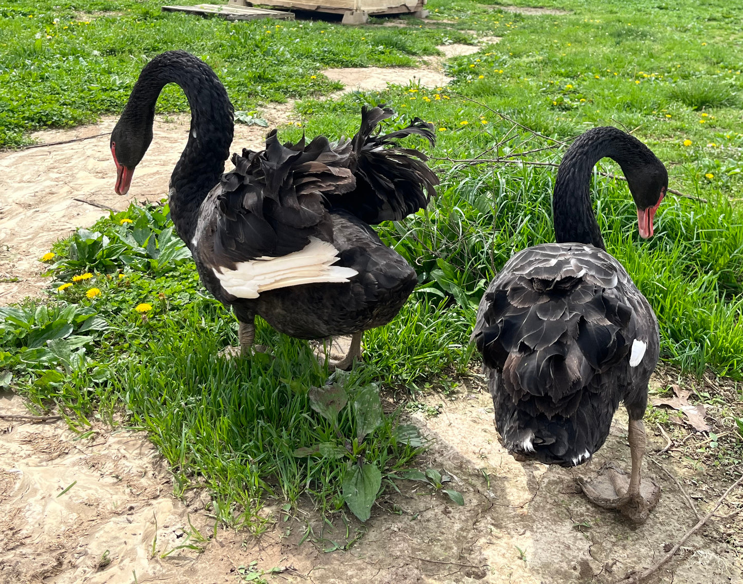 Hatch-A-Saurus Egg Assortment