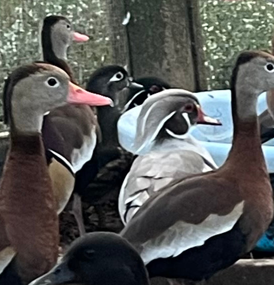 Hatch-A-Saurus Egg Assortment