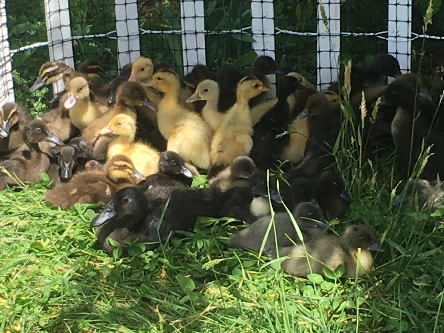 Premium Ducklings