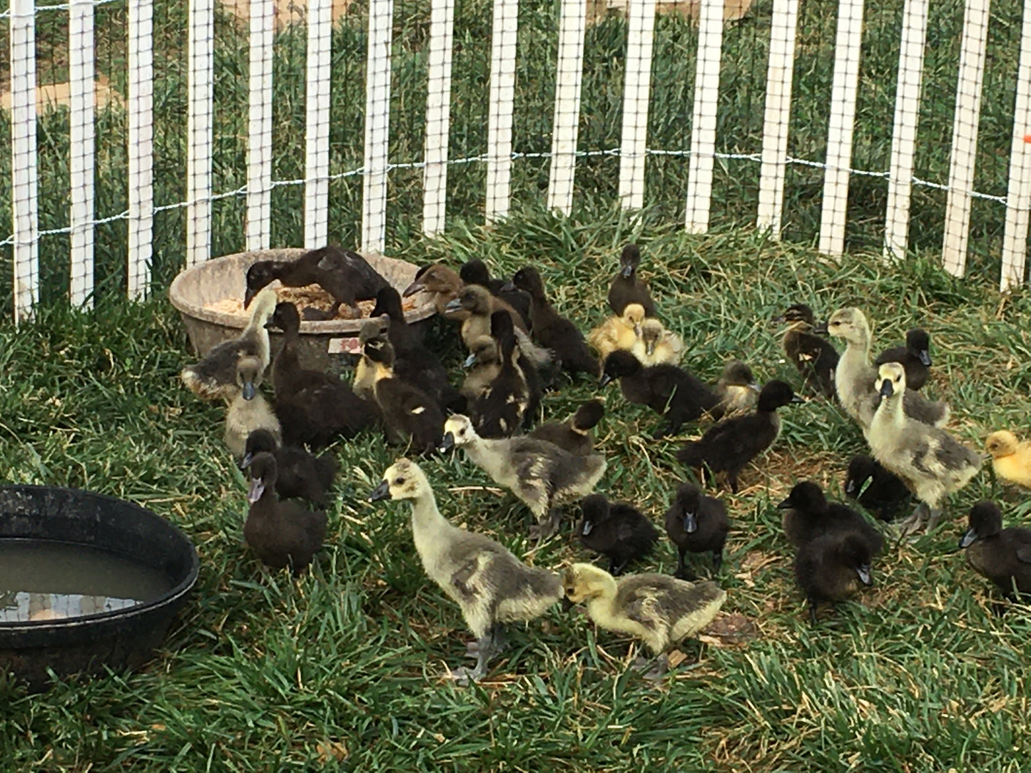 Premium Ducklings