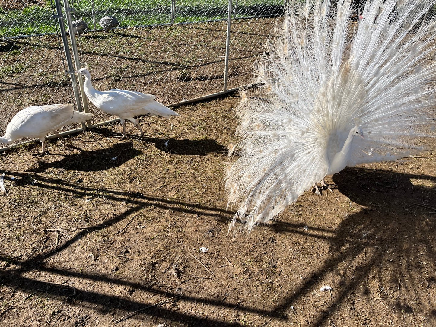 Peafowl Pair